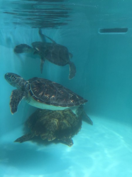 仙台うみの杜水族館