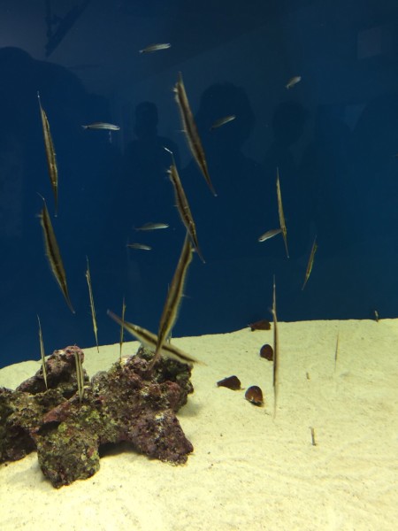 仙台うみの杜水族館