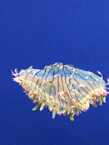 仙台うみの杜水族館