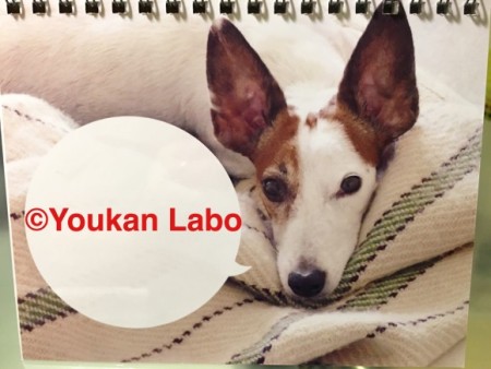 ほぼ日カレンダー2016 気まぐれカレンダー